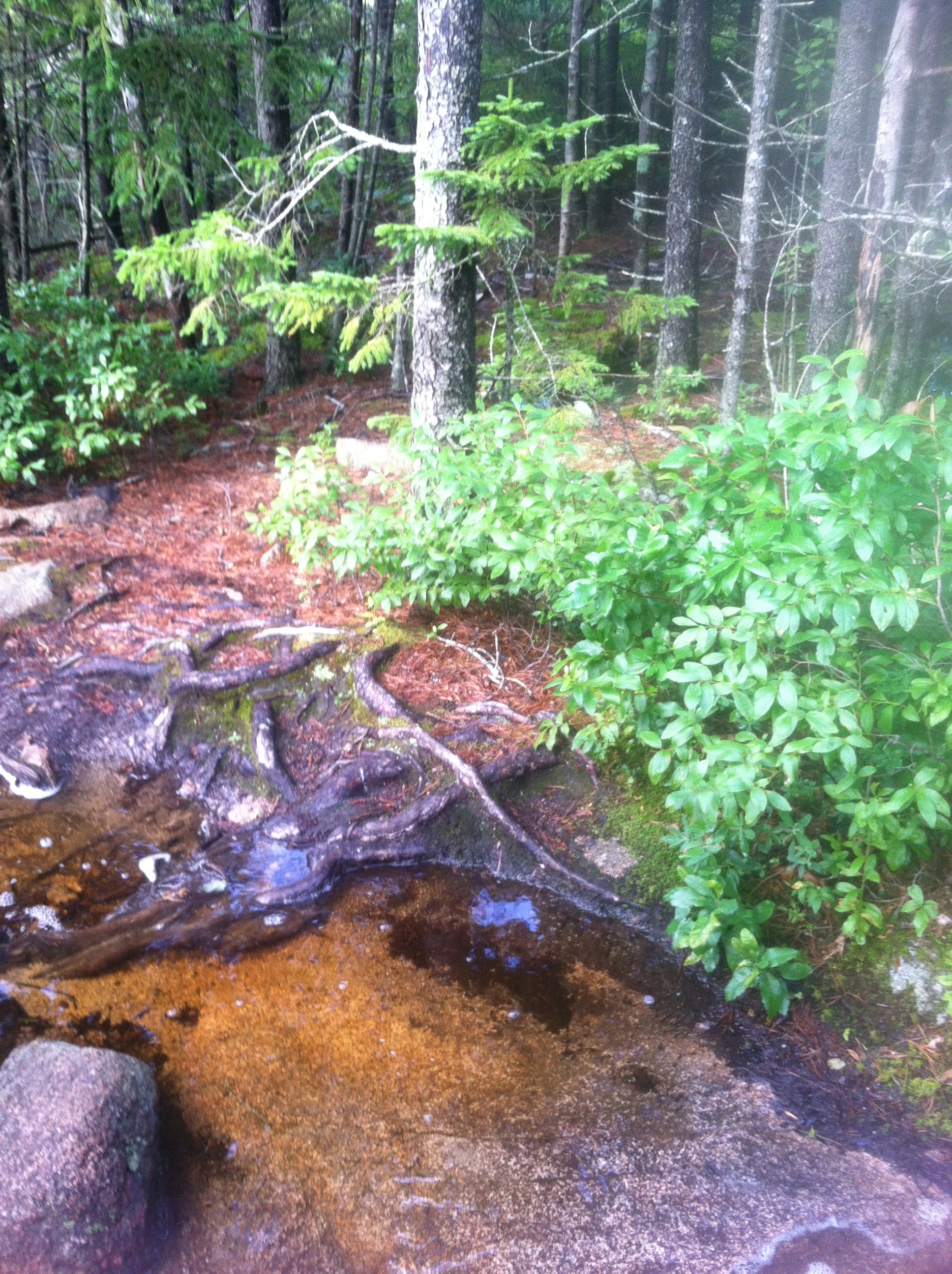 Maine Magical Forest