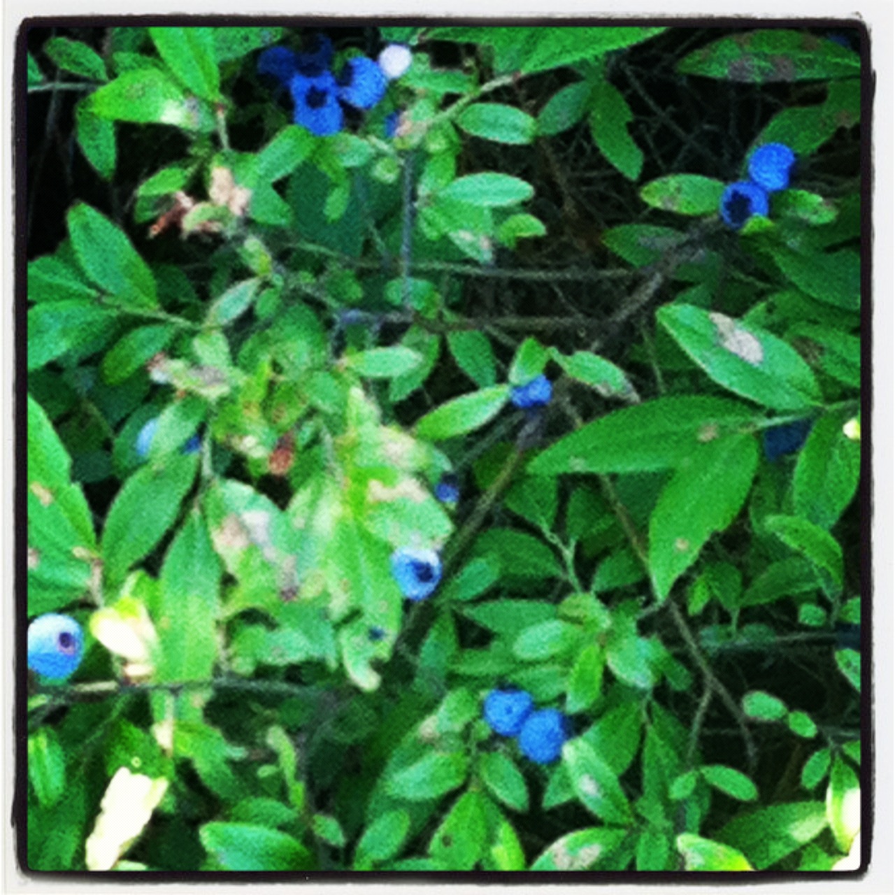blueberries